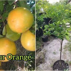 sour Orange  Grafted  Dwarf Trees 🌳 3gal Arboles  de naranja agria Injertados 3gal
