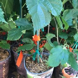 Mulberry 1 Gallon Plant Fully Rooted