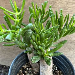 Gollum jade ( Crassula ovata)