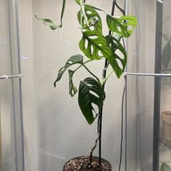 Monstera Adansonii Leaves Not Small