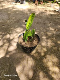 White-fleshed pitahaya/ Dragon Fruit Plant