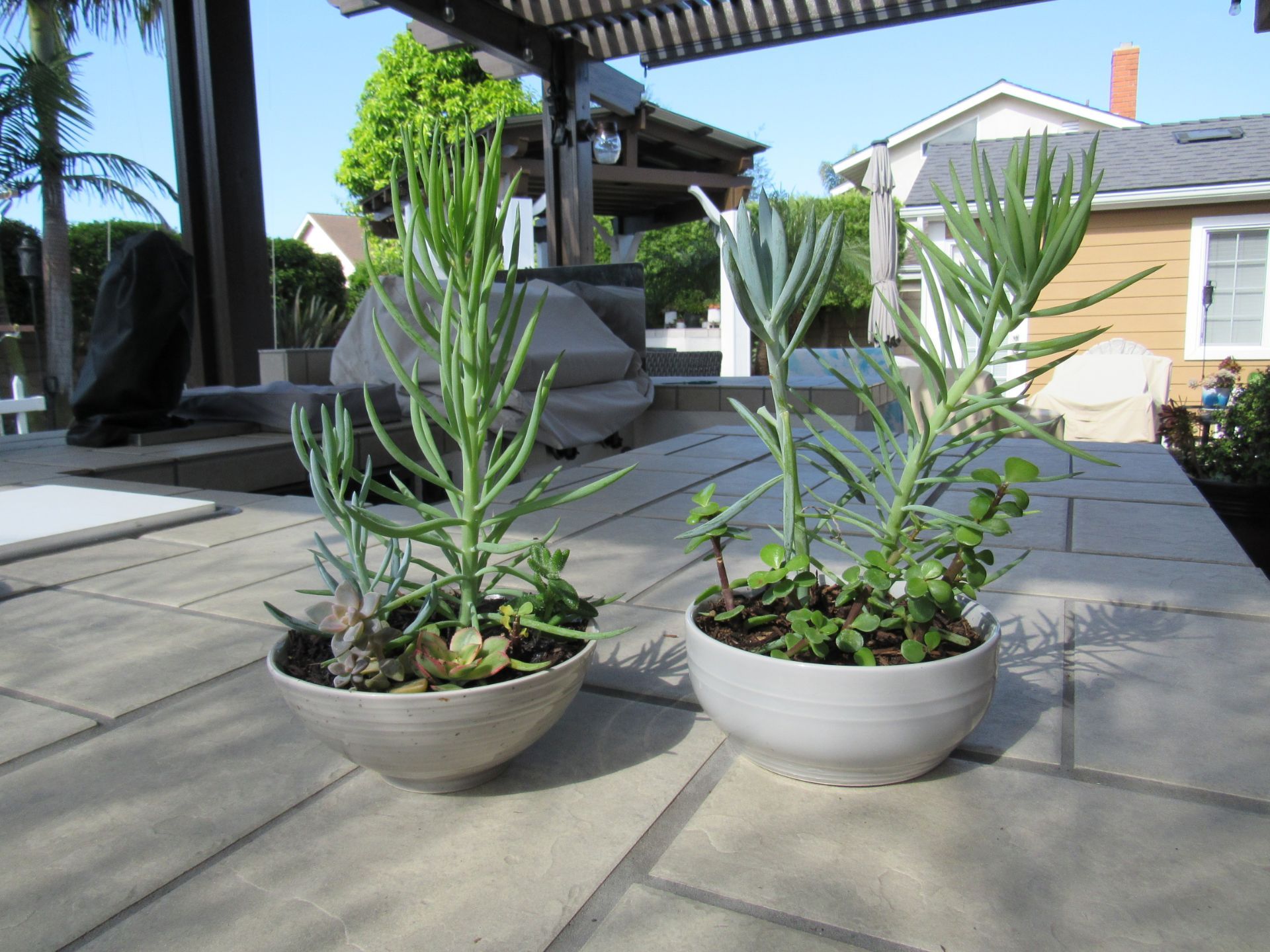 Set Of Gray Sparkle & Gray Garden Pots With Succulents