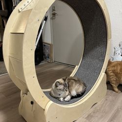 Cat Running Wheel