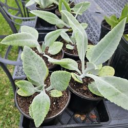 Kalanchoe Gastonis-bonnieri, Oreja De Burro