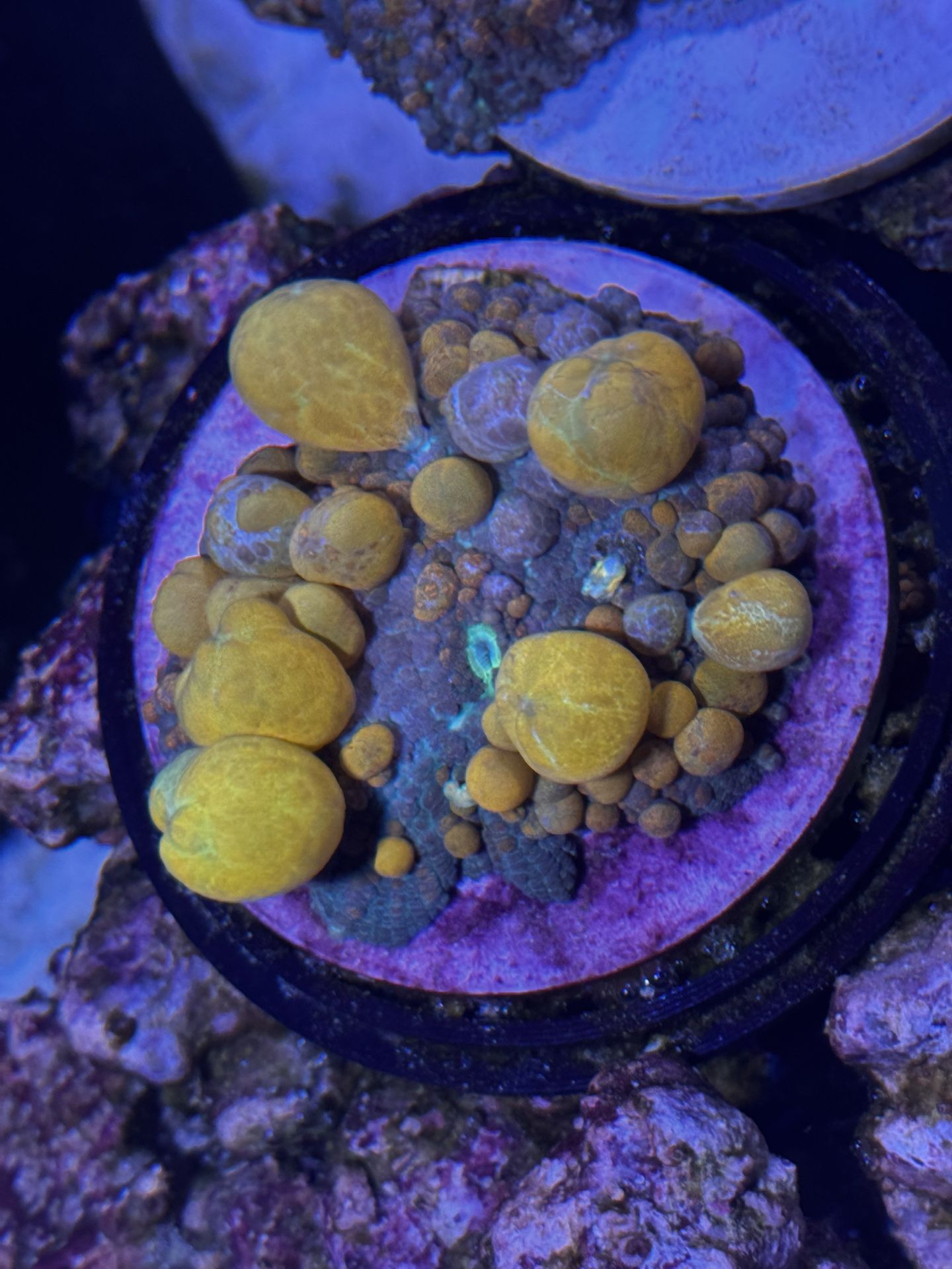 Fake OG Bounce Mushroom