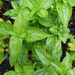 Sweet Basil 