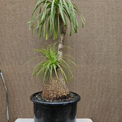 Old Ponytail Palm Bonsai Tree  ( OUTDOOR and INDOOR PLANT)