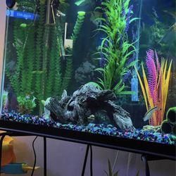 29 Gallon Fish tank 