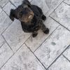 Rafael