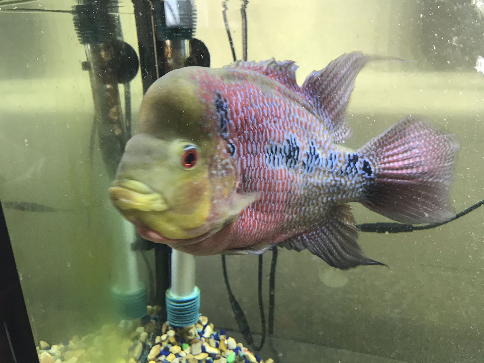 Fish 🐟 🐟Tank For💰