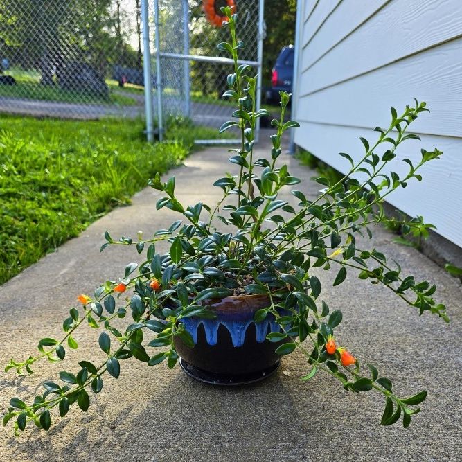 HUGE! Potted Columnea Nematanthus Aka Goldfish Plant 