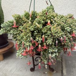 Blooming Cotyledon pendens plant … orange bell flowers