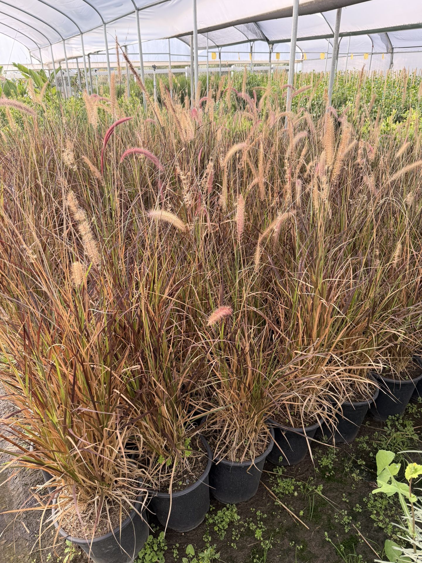 Purple Fountain Grass 5 Gal