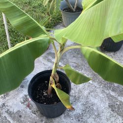 Banana Trees