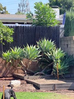 Soft Tail Agave