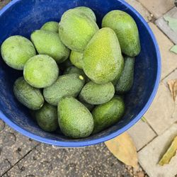 Aguacates 🥑 🥑 