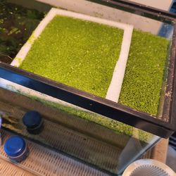 Free Floating Aquarium Plants 