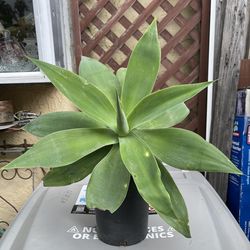 Foxtail Agave Succulent Plant
