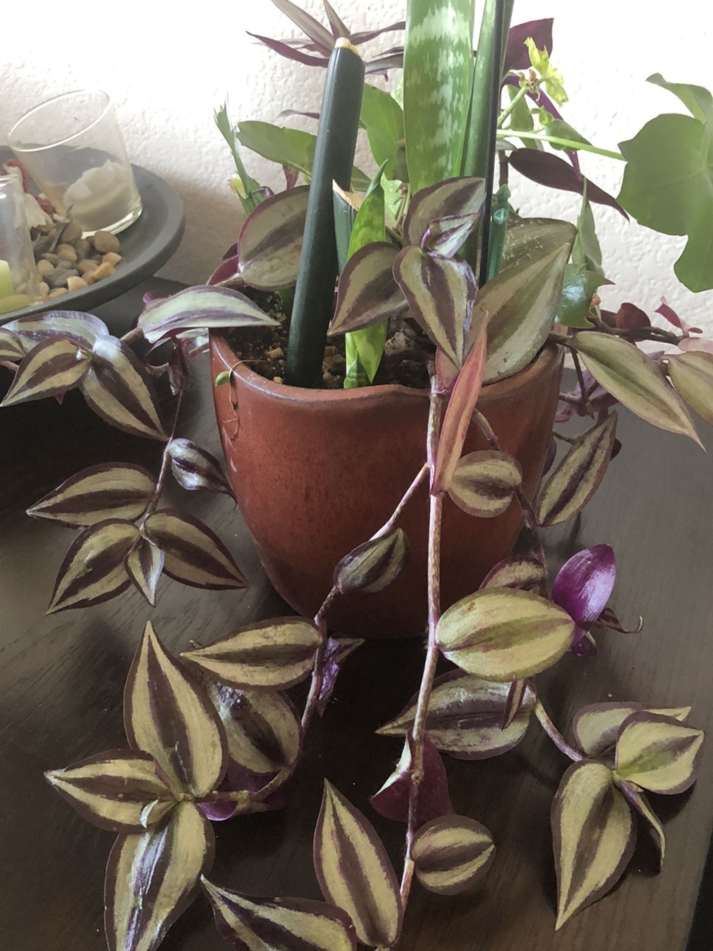 Wandering Jaws , Sansevieria And Ted Geranium In The Ceramic Pot