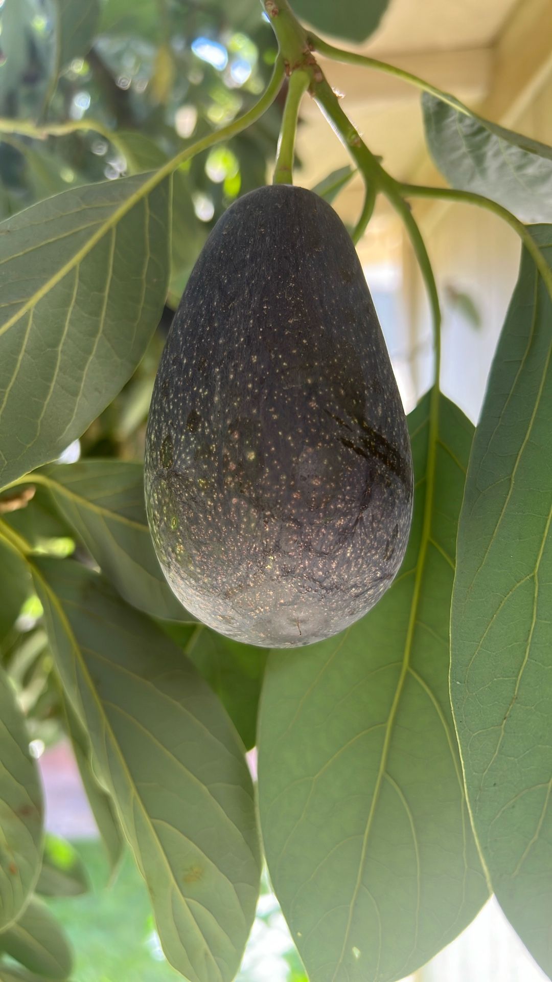 Large Organic Avocados 🥑