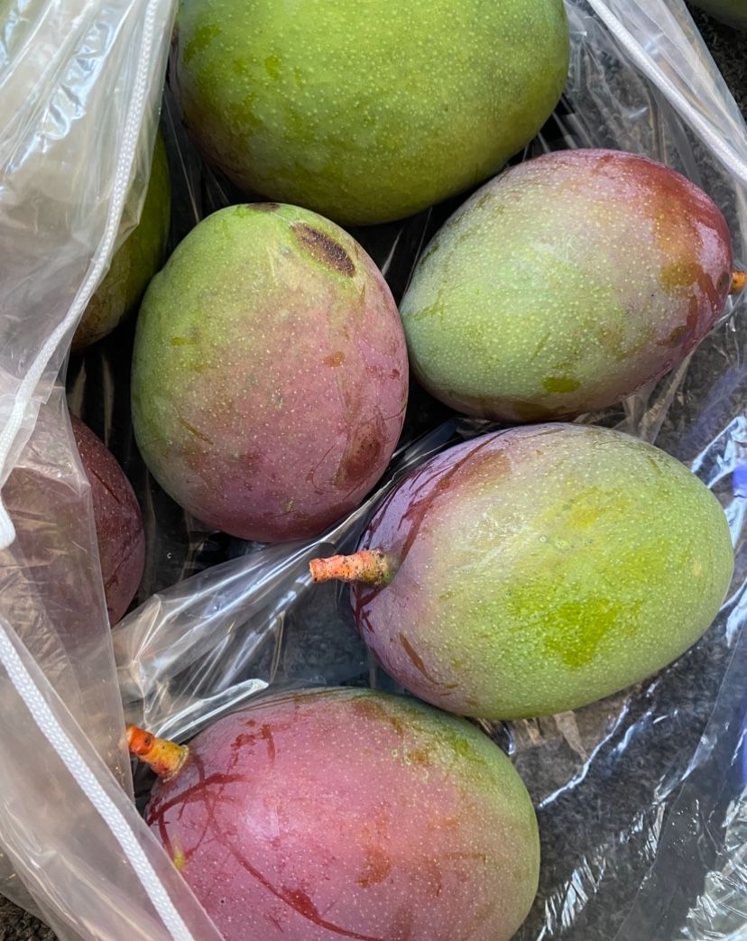 Mango Verde / Green mangoes