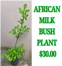 African Milk Bush Plant