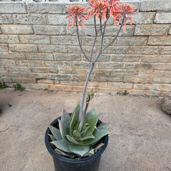 Coral aloe 15 gallon