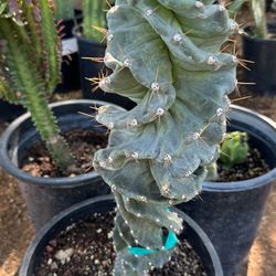 Spiral Cactus