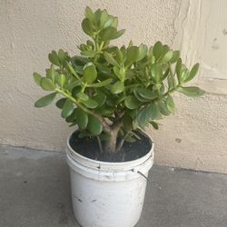 Jade Plant - Crassula Ovata -Succulent