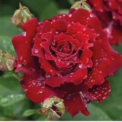 Rare European, Japan rose plants : Hommage A Barbara  