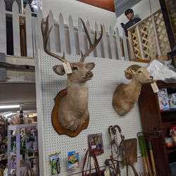 Mule Deer And Ram Mount Taxidermy 