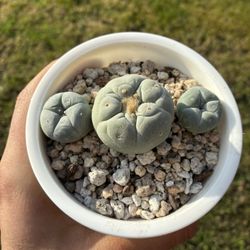 Beautiful Seed Grown Cactus Plant 