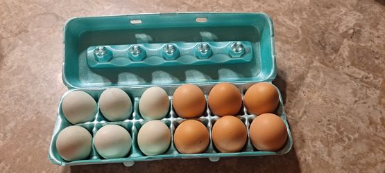 Chicken Eggs