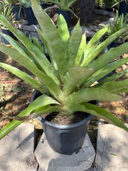 🌿 Giant Urn Plant