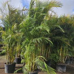 arecas 10 to 11 feet tall Instant privacy Hedge for fence