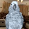 Siddiq