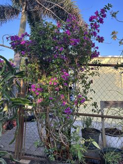 Bougainvilleas 