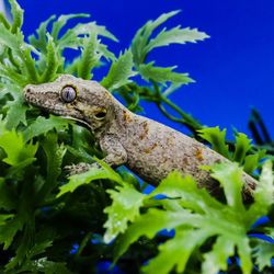 Reptile Enclosure 