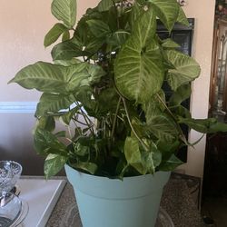 Singonio Y Pothos Sembrados En La Misma Maceta De Plástico 