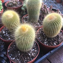 Cactus And Succulents 