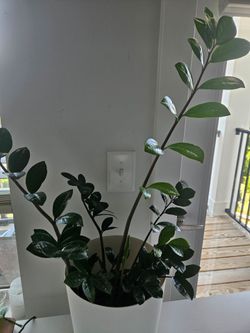 Amazing Plants with their nice pots!