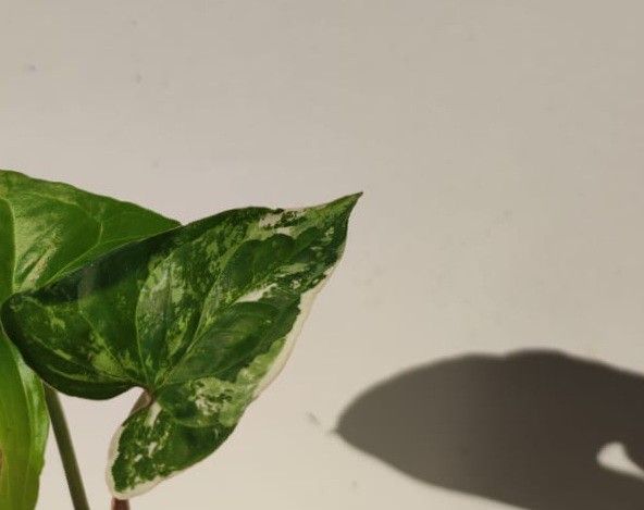 Rare Aroid Albo Variegata White Knight Arrowhead Plant/ House Plant/ Indoor Plant  Flower Patio Garden 