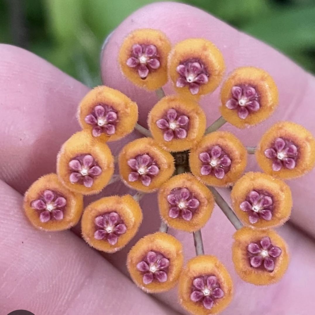 hoya endauensis In Ceramic Pot