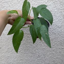 Beautiful Cebu Blue Pothos Plant 