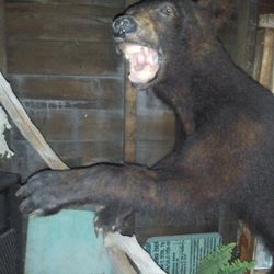 Bear Taxidermy  4ft Tall