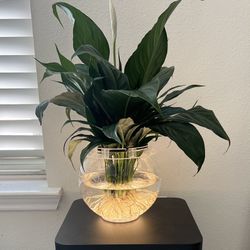 Peace Lily
