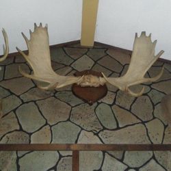 MOOSE ANTLERS 