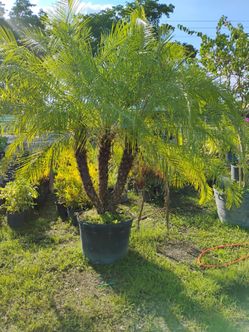 Large robellini palm on sale now $200