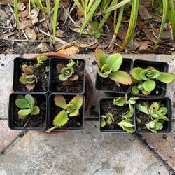 Succulent Plants…$1 Each.  Minimal Care