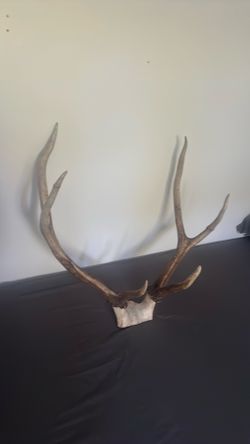 Elk antlers